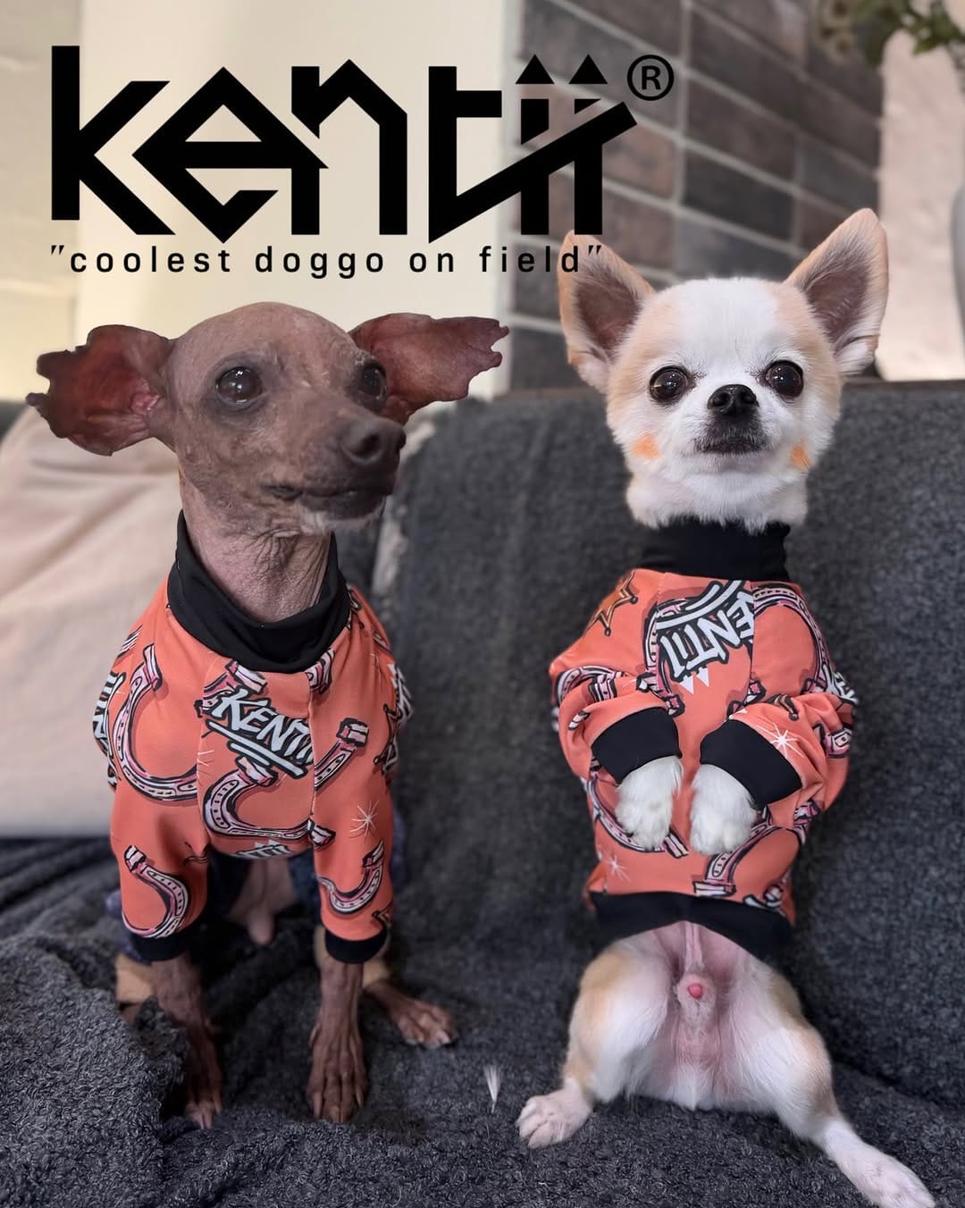 Post 8 by kentii_Dogclothes on Instagram (image)