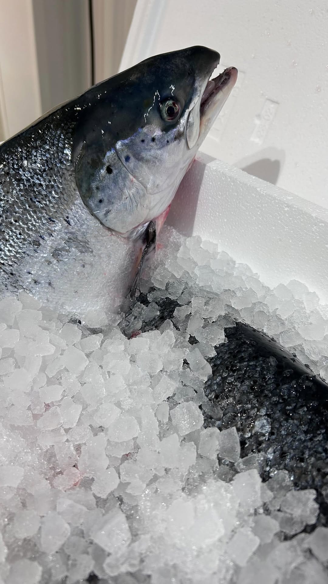 Post 8 by Moxon’s Fishmongers on Instagram (video)