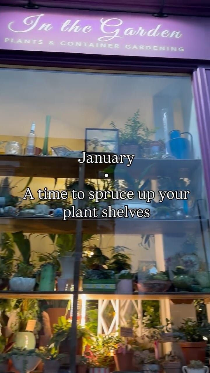 Post 1 by Holly & Nikki's Plants & Container Gardening on Instagram (video)