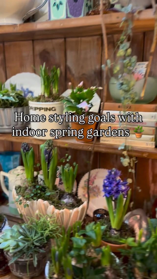 Post 2 by Holly & Nikki's Plants & Container Gardening on Instagram (video)