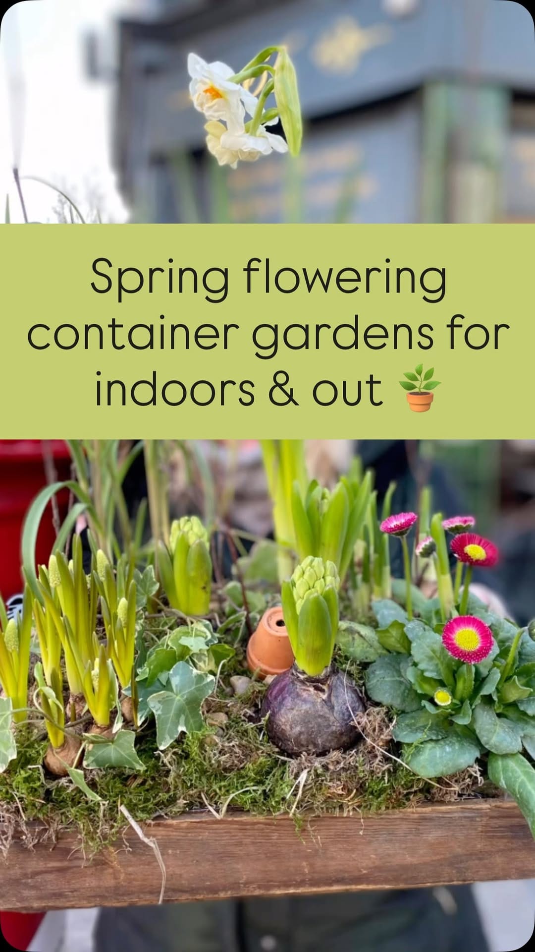 Post 4 by Holly & Nikki's Plants & Container Gardening on Instagram (video)