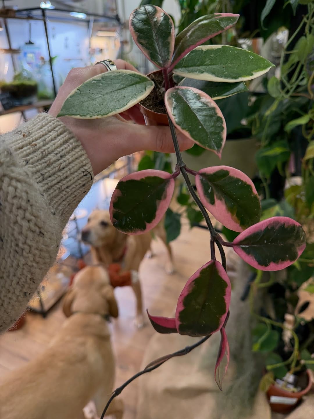 Post 5 by Highland Moss on Instagram (carousel)