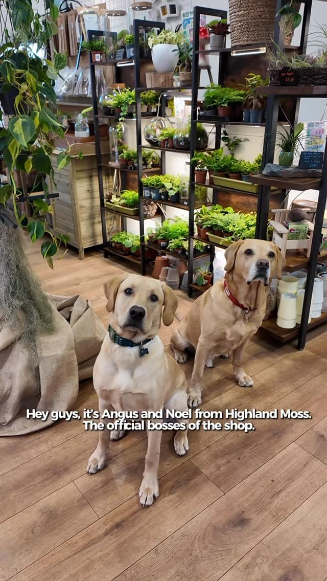 Post 2 by Highland Moss on Instagram (video)