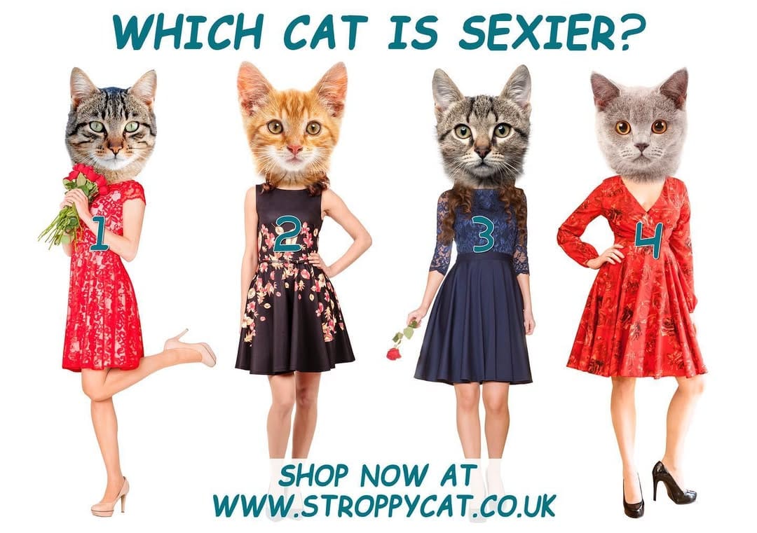 Post 1 by Stroppy Cat Fashion Brand on Instagram (image)