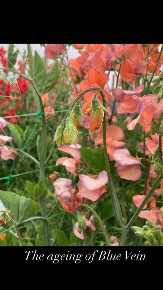 Post 4 by English Sweet Peas on Instagram (video)