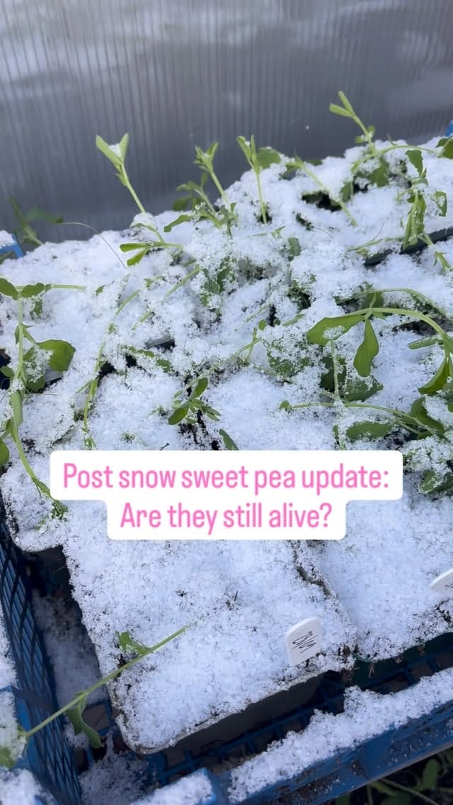 Post 2 by English Sweet Peas on Instagram (video)