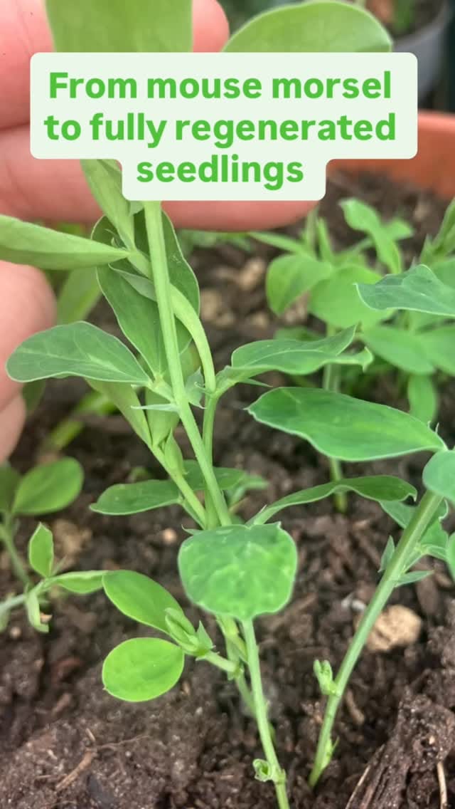 Post 8 by English Sweet Peas on Instagram (video)