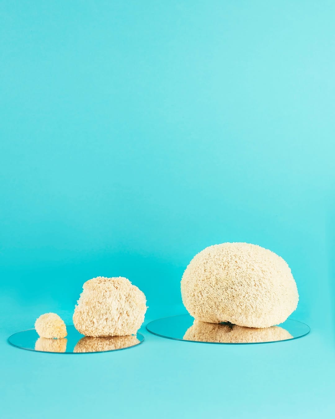 Post 2 by London Grown Lion’s Mane 🧠🍄 on Instagram (image)