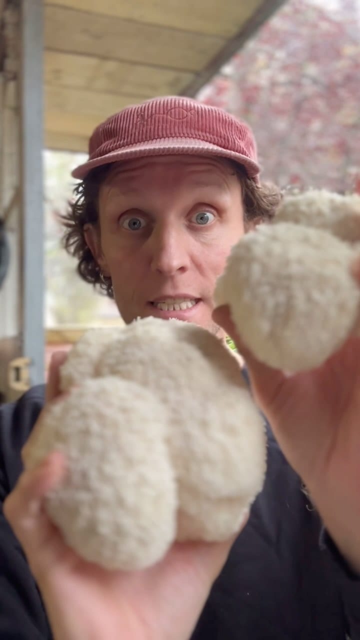 Post 4 by London Grown Lion’s Mane 🧠🍄 on Instagram (video)