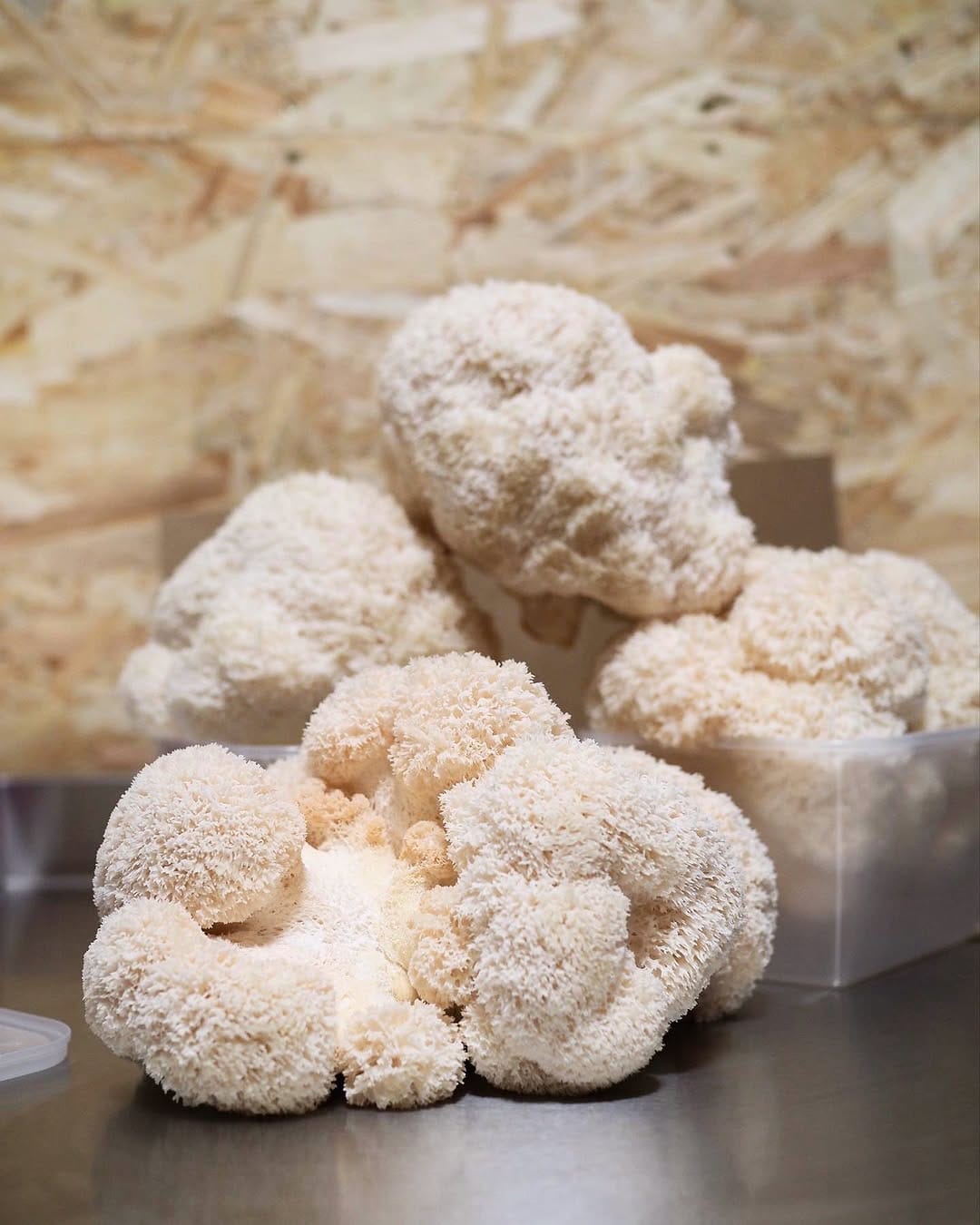 Post 7 by London Grown Lion’s Mane 🧠🍄 on Instagram (image)