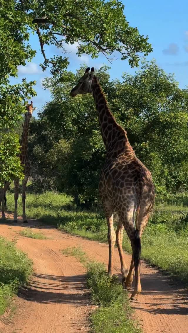 Post 1 by Richard Cippollini on Instagram (video)