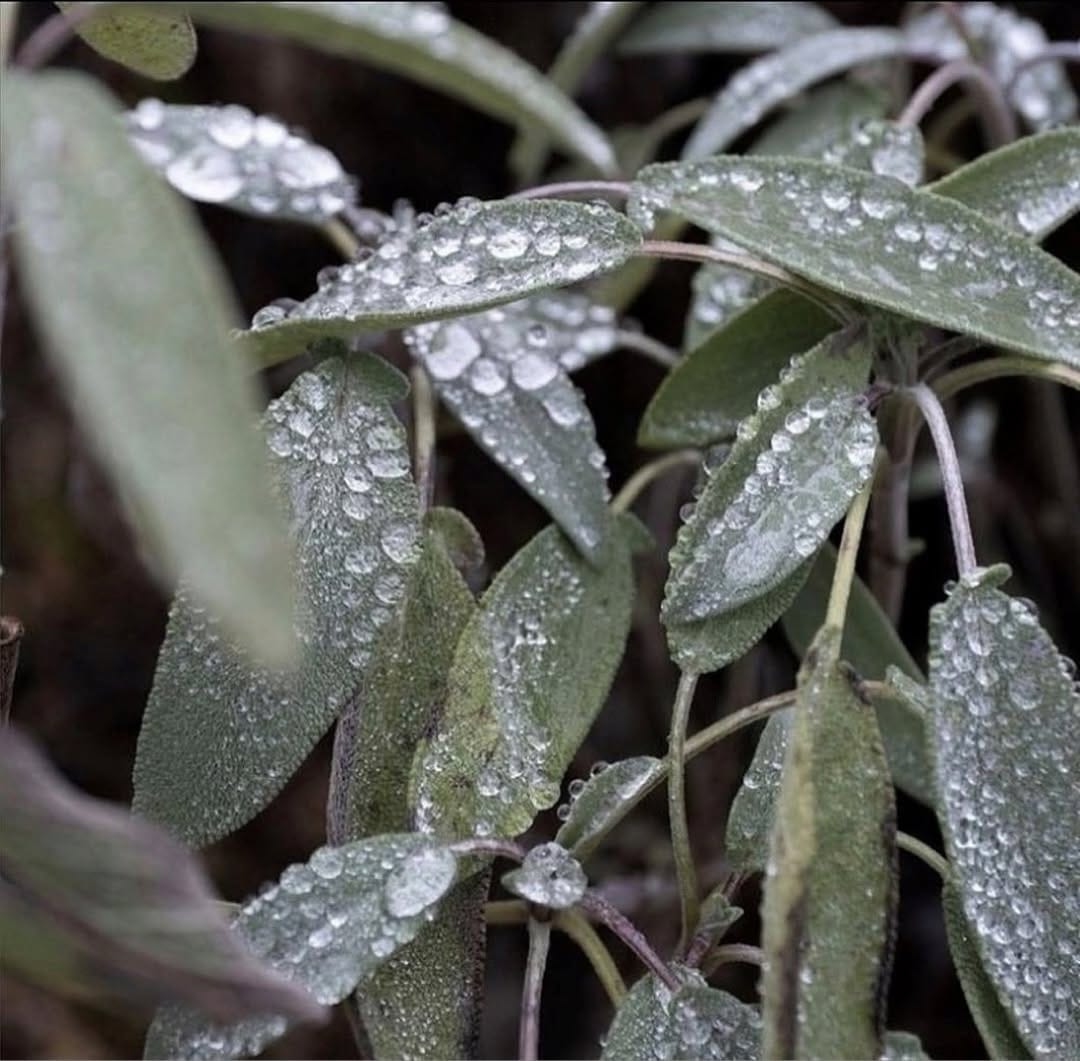 Post 6 by Dr. Hauschka Ireland on Instagram (image)