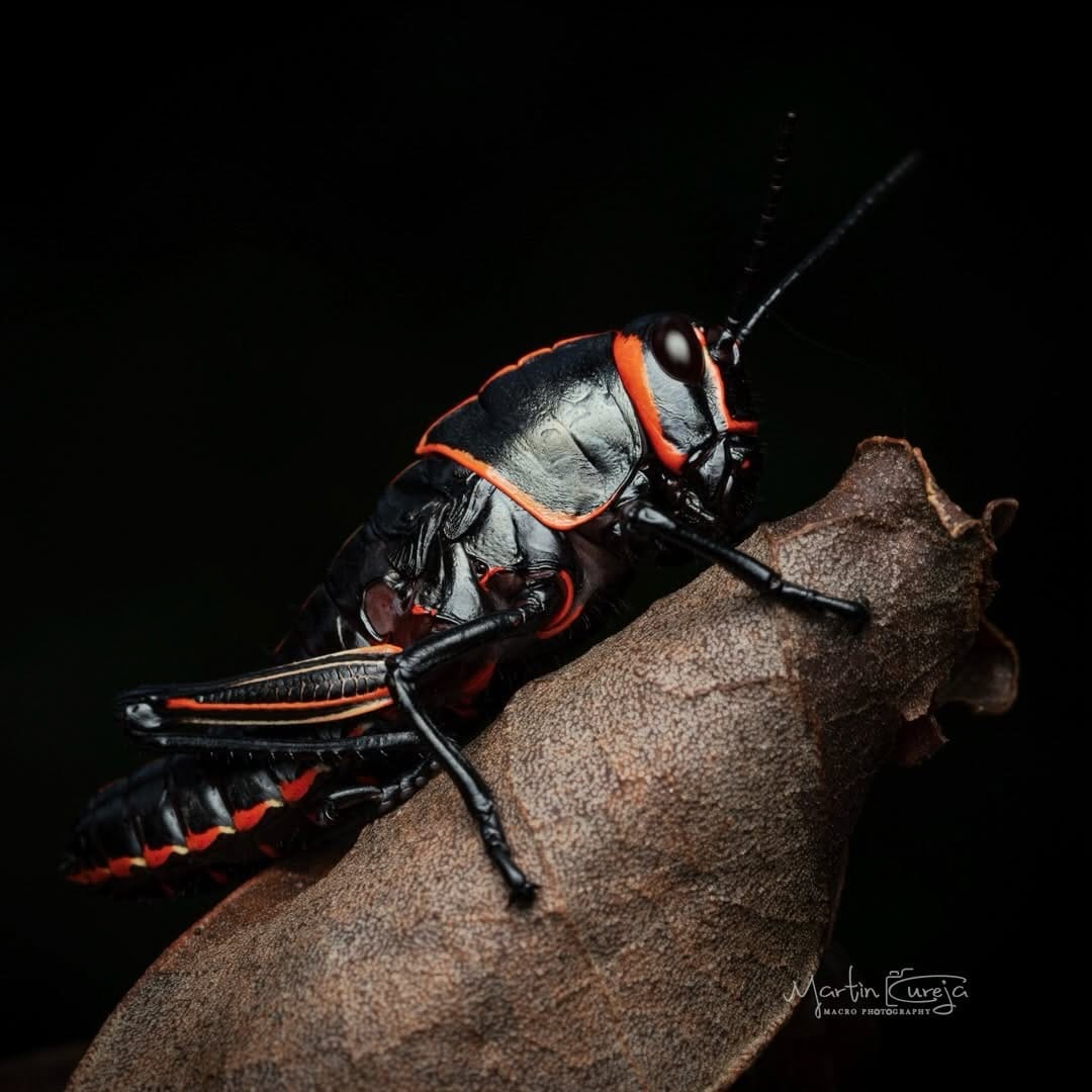 Post 4 by Martin Cureja on Instagram (image)