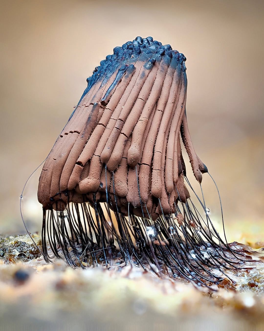 Post 10 by Martin Cureja on Instagram (image)