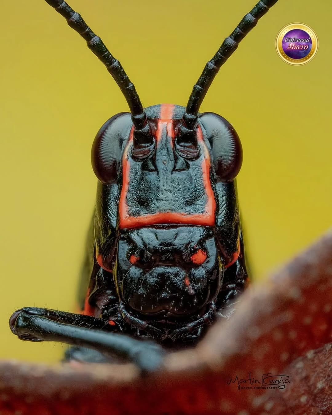 Post 6 by Martin Cureja on Instagram (image)