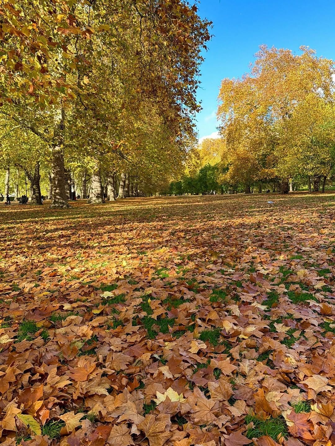 Post 7 by Steve Gregory - London on Instagram (image)