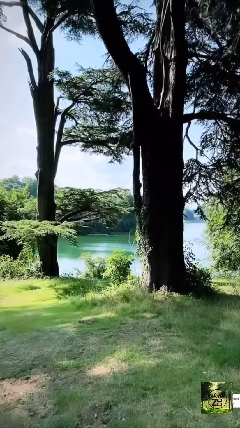 Post 6 by Eclectic Zoo on Instagram (video)