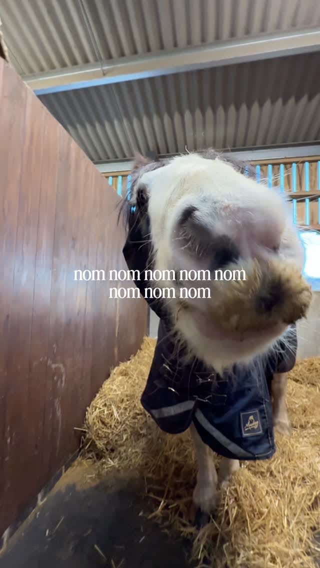 Post 8 by Sian ✨ 𝘌𝘲𝘶𝘦𝘴𝘵𝘳𝘪𝘢𝘯 𝘊𝘰𝘯𝘵𝘦𝘯𝘵 𝘊𝘳𝘦𝘢𝘵𝘰𝘳🇬🇧 on Instagram (video)