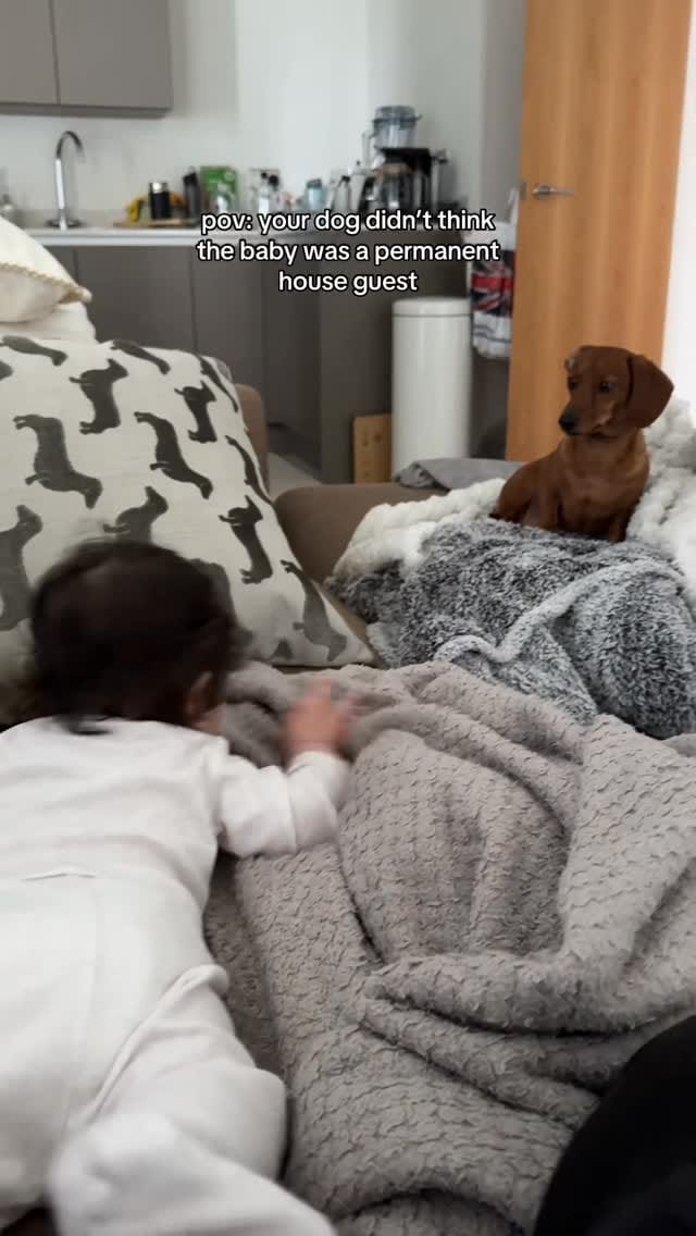 Post 8 by 🎀 NAVY & INDY - MINI QWEENS 🐾 on Instagram (video)