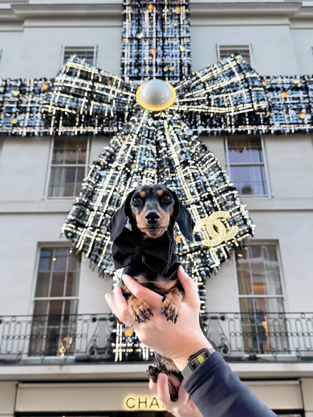 Post 3 by 🎀 NAVY & INDY - MINI QWEENS 🐾 on Instagram (image)