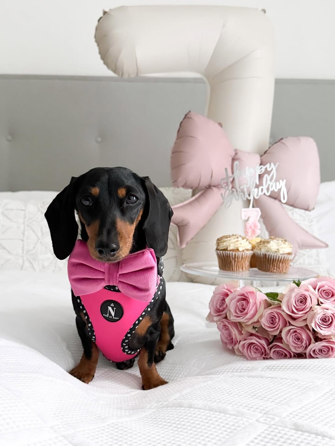 Post 5 by 🎀 NAVY & INDY - MINI QWEENS 🐾 on Instagram (carousel)