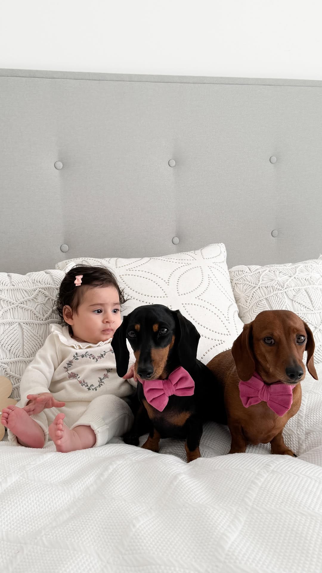 Post 7 by 🎀 NAVY & INDY - MINI QWEENS 🐾 on Instagram (video)