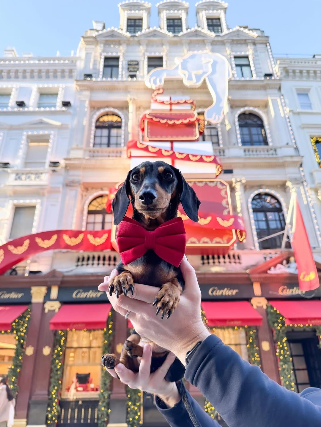 Post 1 by 🎀 NAVY & INDY - MINI QWEENS 🐾 on Instagram (image)