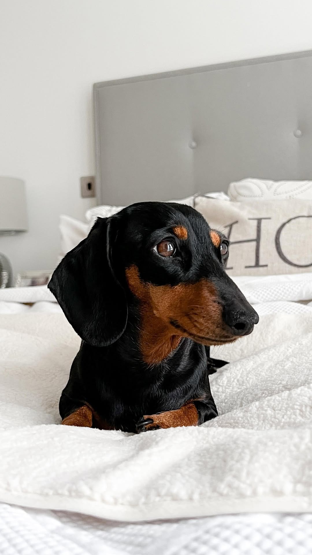 Post 10 by 🎀 NAVY & INDY - MINI QWEENS 🐾 on Instagram (video)