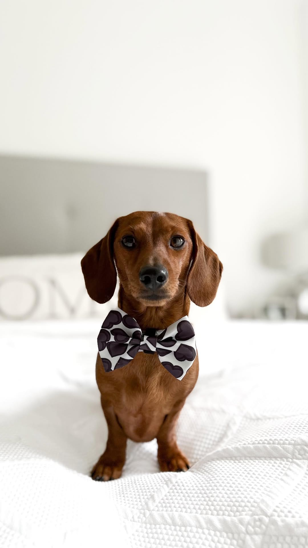 Post 9 by 🎀 NAVY & INDY - MINI QWEENS 🐾 on Instagram (video)