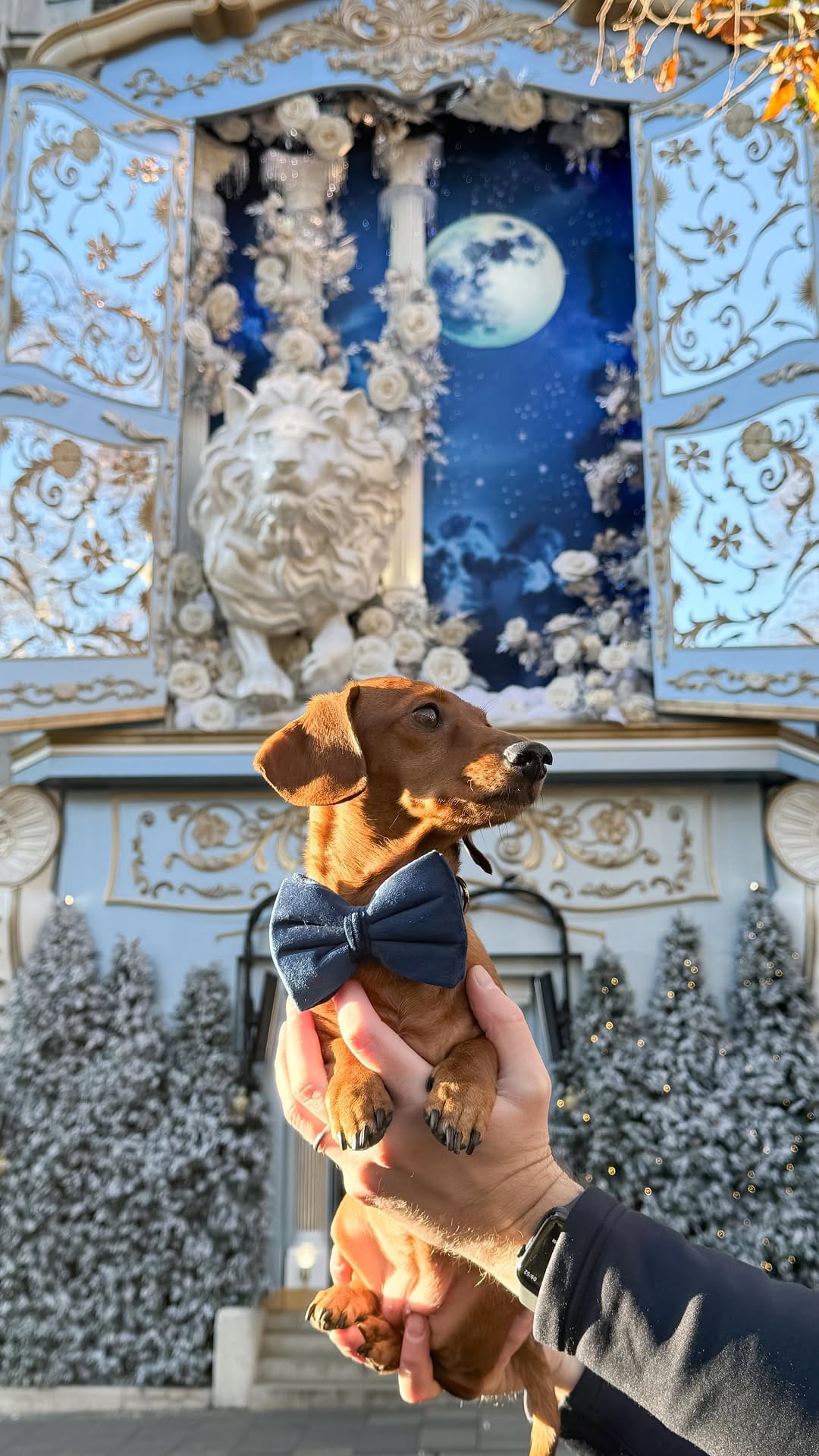 Post 4 by 🎀 NAVY & INDY - MINI QWEENS 🐾 on Instagram (video)