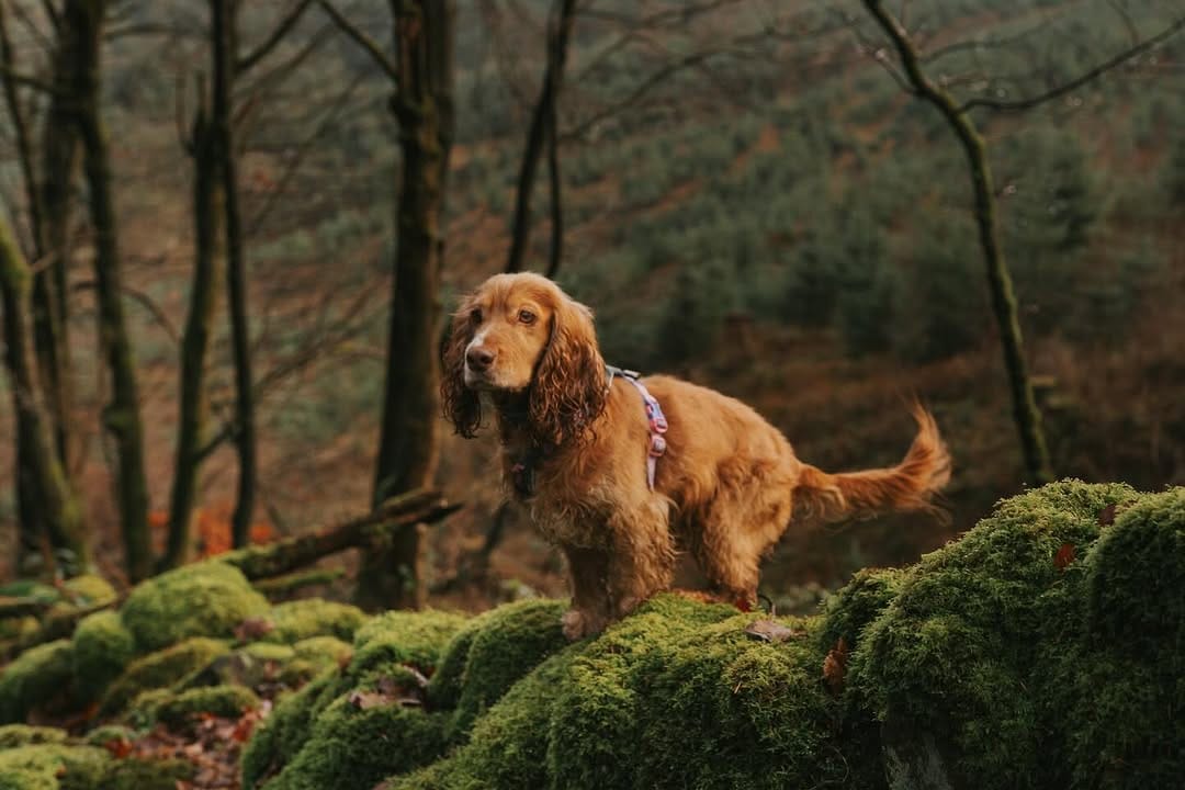 Post 4 by Laura & Luna | Outdoor and Country Lifestyle on Instagram (image)