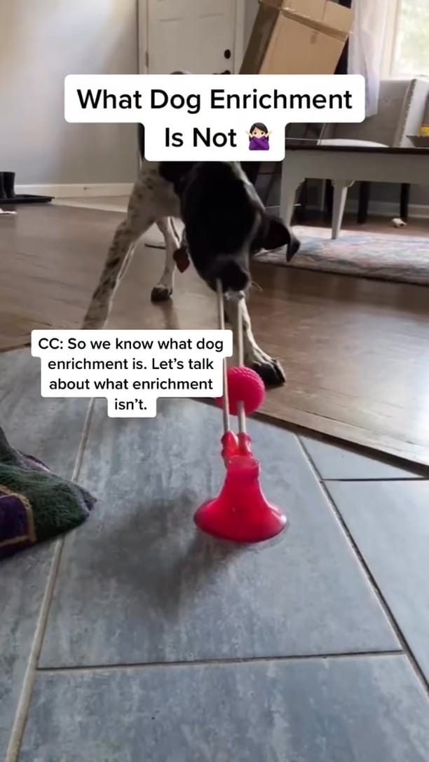 Post 7 by Chelsea Barstow I Dog Enrichment Ideas on Instagram (video)