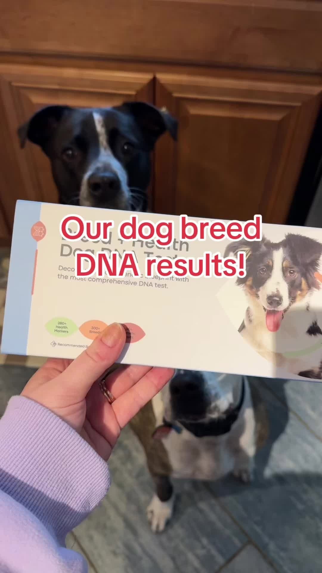 Post 5 by Chelsea Barstow I Dog Enrichment Ideas on Instagram (video)