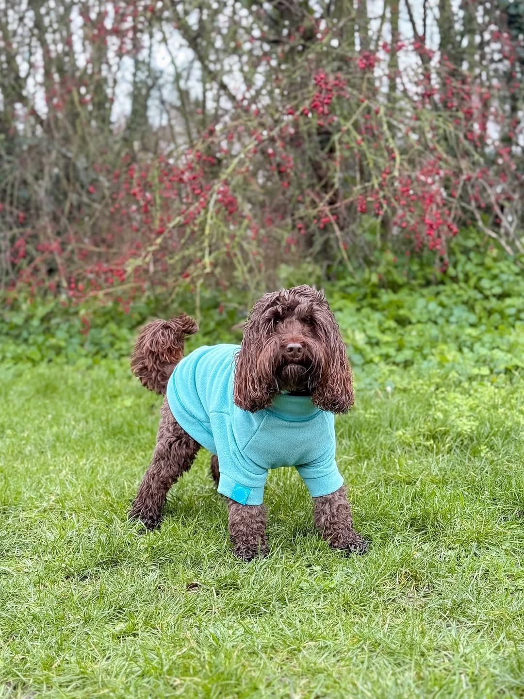 Post 5 by Gabriela & Ruby 🐾 Content Creator & Dog Friendly Travel on Instagram (carousel)