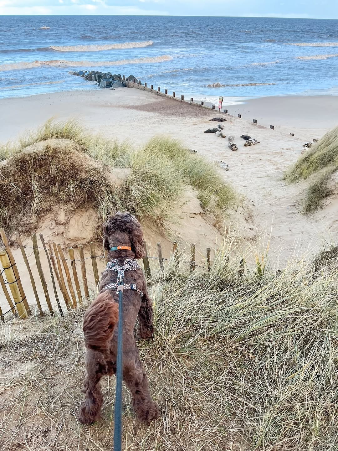 Post 4 by Gabriela & Ruby 🐾 Content Creator & Dog Friendly Travel on Instagram (carousel)