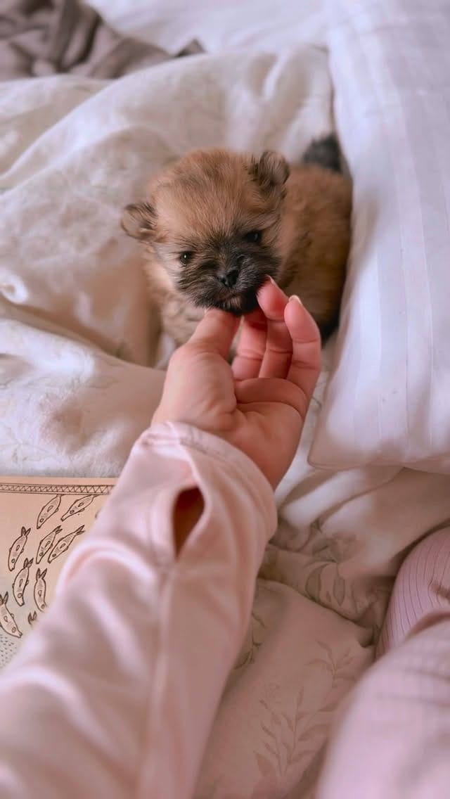 Post 4 by Pomeranian Beauty on Instagram (video)
