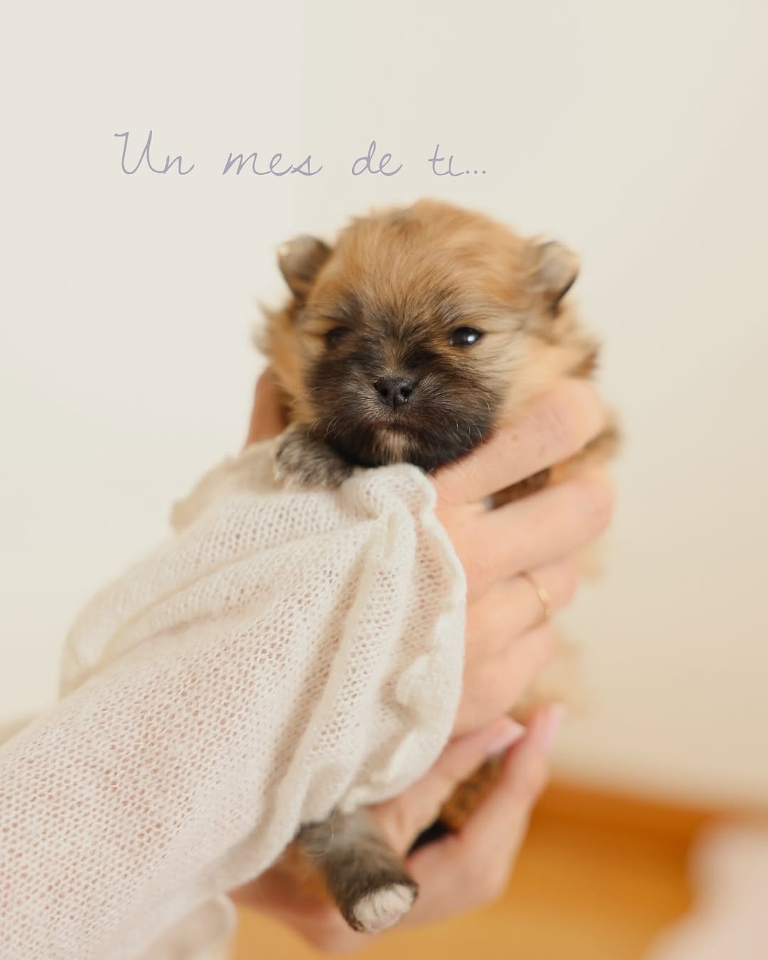 Post 3 by Pomeranian Beauty on Instagram (carousel)