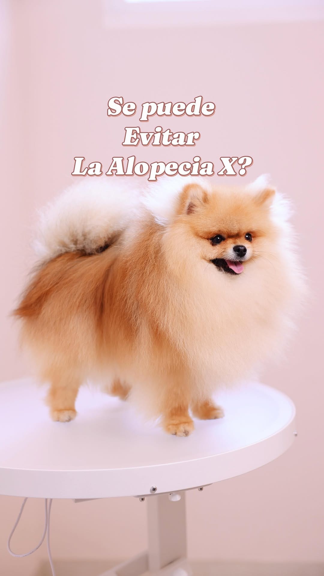Post 8 by Pomeranian Beauty on Instagram (video)