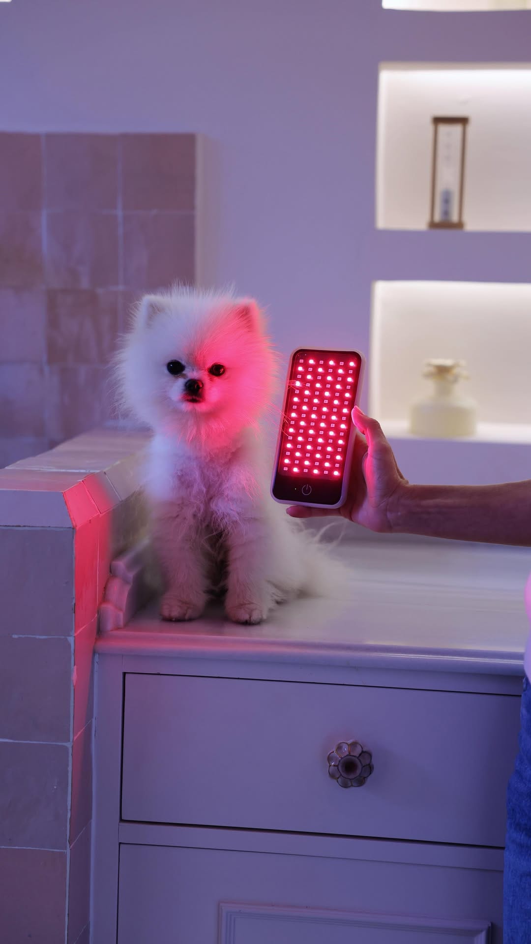 Post 6 by Pomeranian Beauty on Instagram (video)