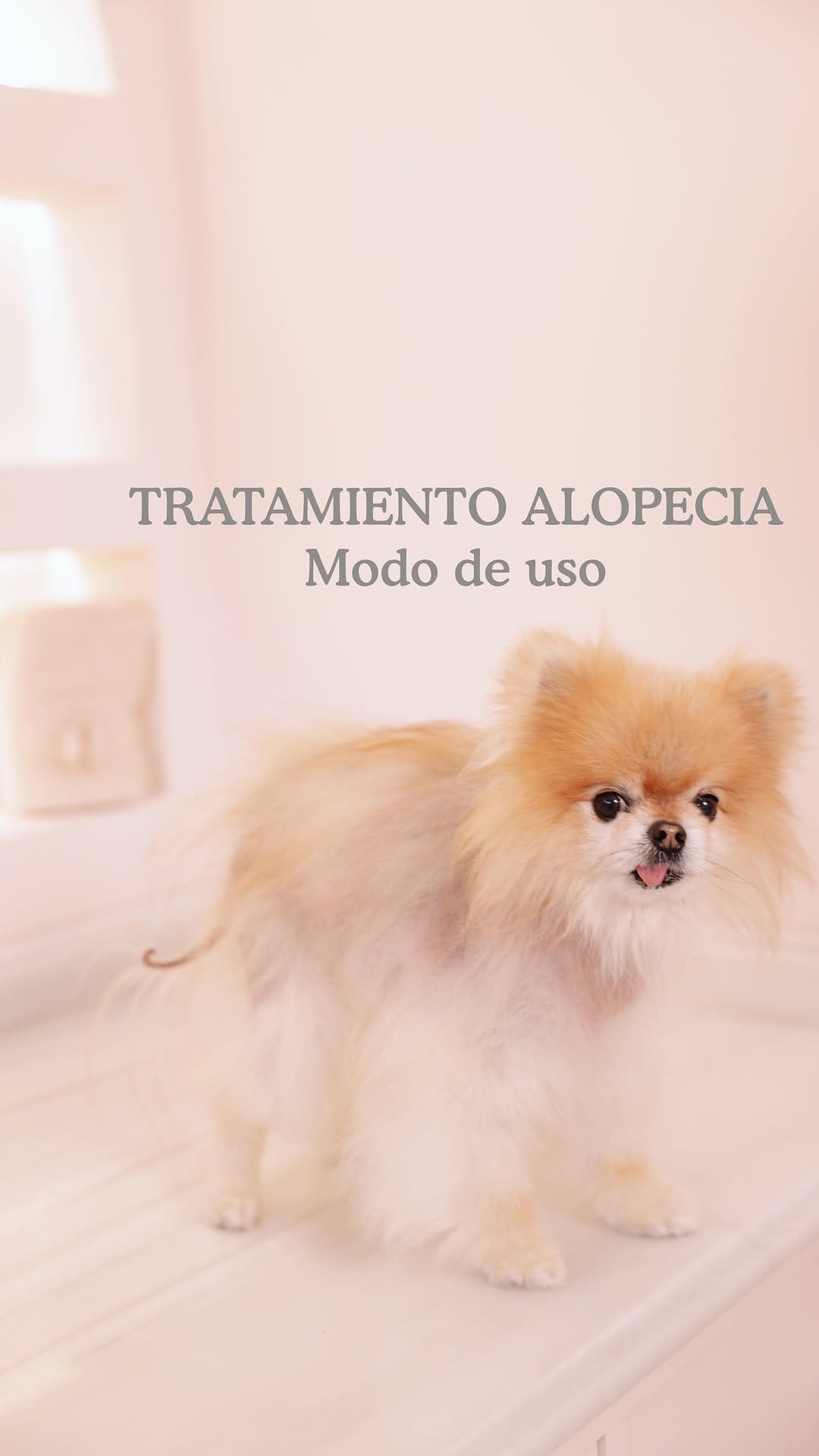 Post 9 by Pomeranian Beauty on Instagram (video)