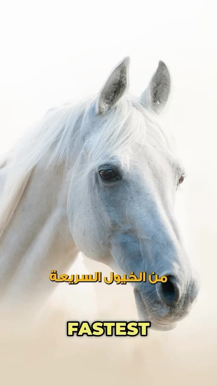 Post 10 by Hitmi Alhitmi on Instagram (video)