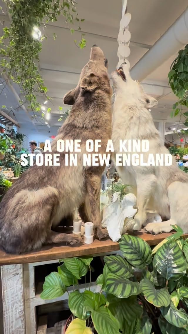 Post 4 by NewEnglandCouple on Instagram (video)