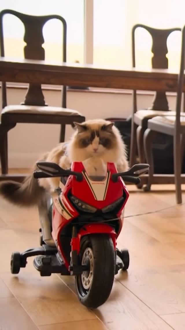 Post 2 by Atticus🐱 & Lois👸🏽 | Cat life & adventures on Instagram (video)
