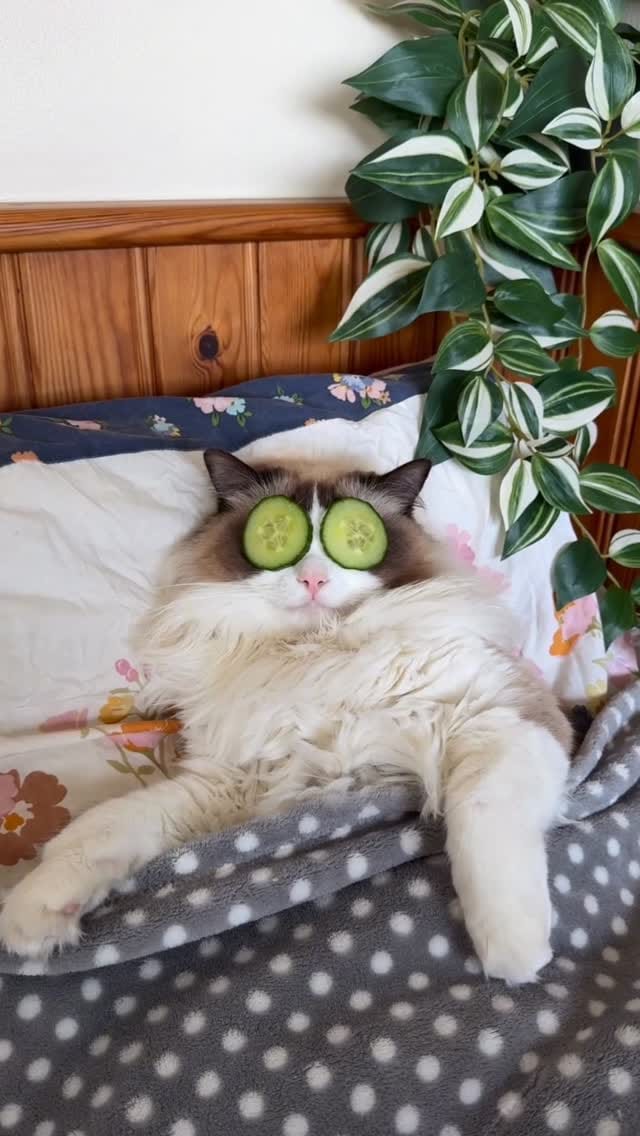 Post 1 by Atticus🐱 & Lois👸🏽 | Cat life & adventures on Instagram (video)
