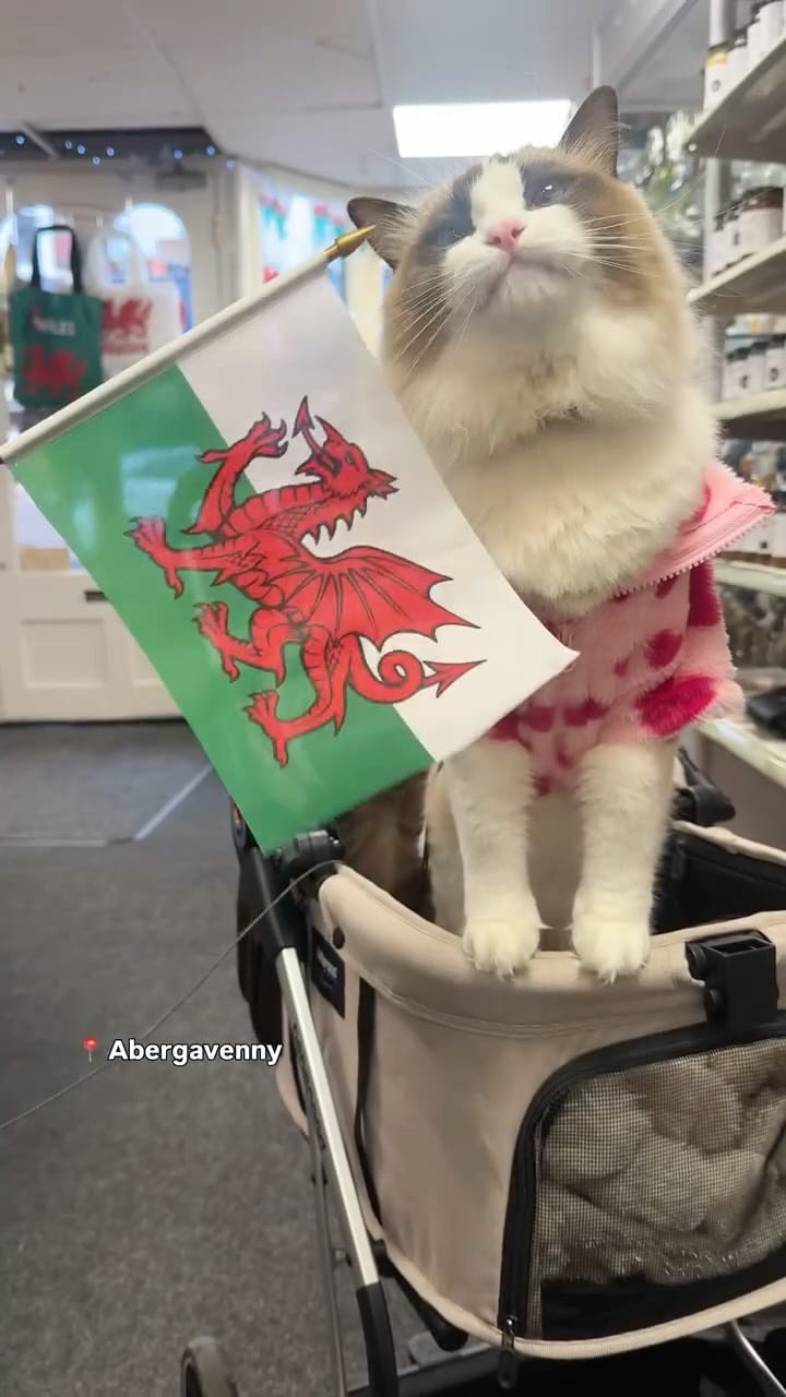 Post 5 by Atticus🐱 & Lois👸🏽 | Cat life & adventures on Instagram (video)