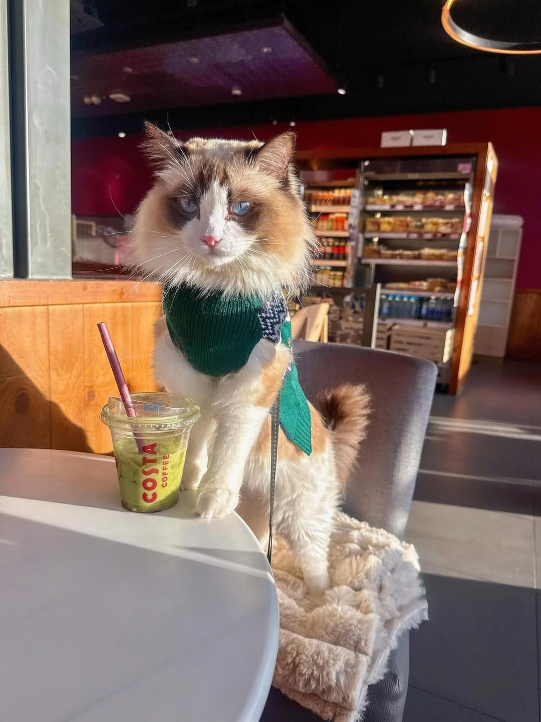 Post 3 by Atticus🐱 & Lois👸🏽 | Cat life & adventures on Instagram (carousel)