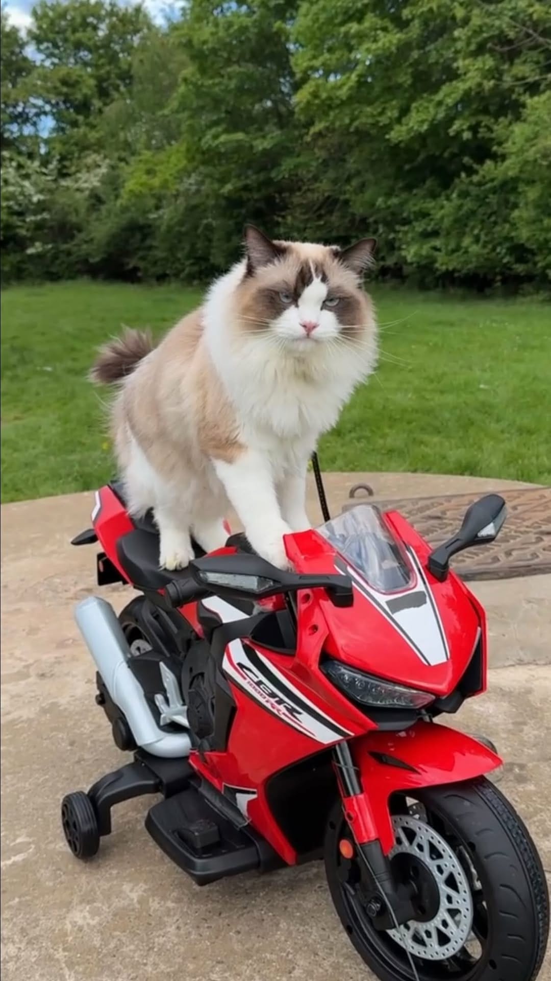 Post 8 by Atticus🐱 & Lois👸🏽 | Cat life & adventures on Instagram (video)