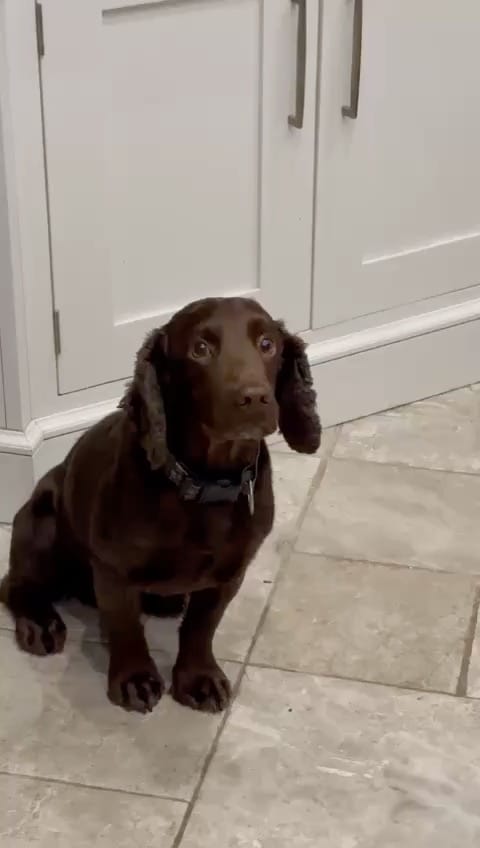 Post 4 by Sean O'Brien on Instagram (video)