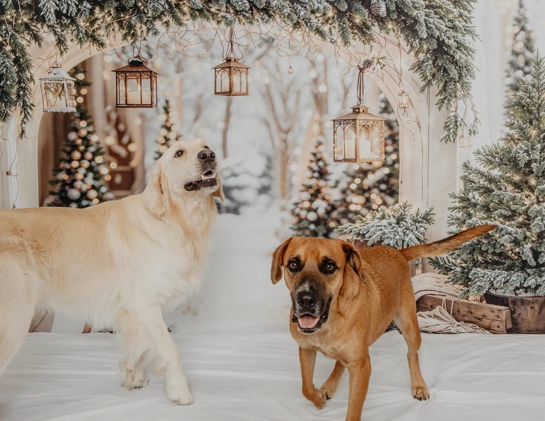 Post 8 by Sarah | Cornwall Wedding Photographer on Instagram (carousel)