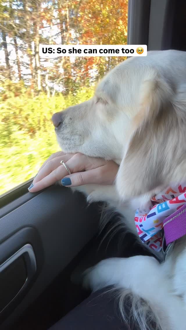 Post 1 by Paulie & Bri | Dog Friendly Lifestyle on Instagram (video)